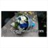 Handbouqet mawar biru mix mawar putih ditaman barito jakarta selatan 085959000629 Kode: BPJ-HB-27